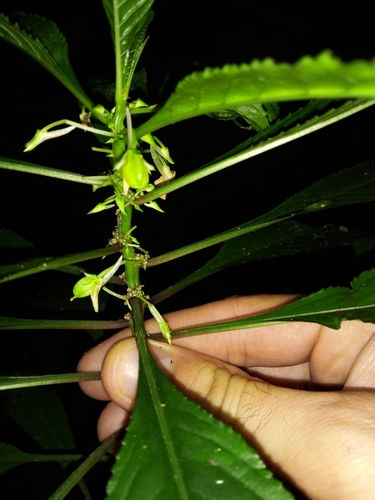 Noisettia orchidiflora (Noisettia orchidiflora)