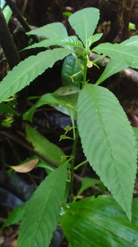 Noisettia orchidiflora (Noisettia orchidiflora)