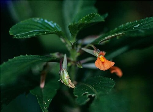 Noisettia orchidiflora: Example of Noisettia orchidiflora