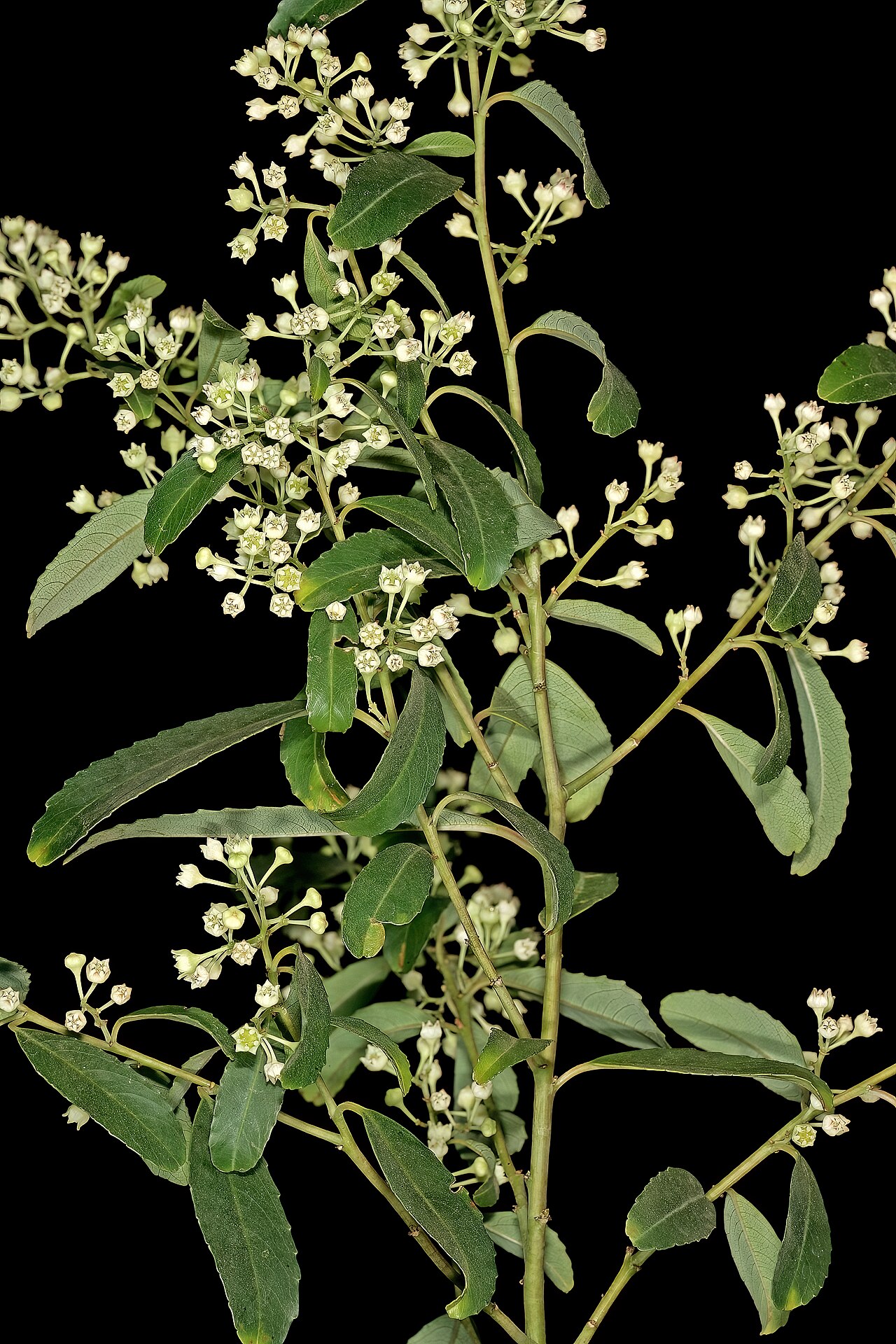 Soap bush: Noltea africana , flowers; Manie van der Schijff Botanical Garden, University of Pretoria, Pretoria, Gauteng, South Africa
