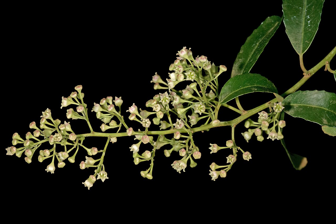 Soap bush: Noltea africana , flowers; Manie van der Schijff Botanical Garden, University of Pretoria, Pretoria, Gauteng, South Africa