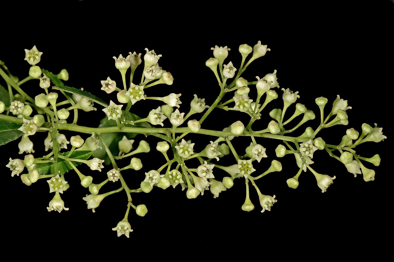 Soap bush: Noltea africana , flowers; Manie van der Schijff Botanical Garden, University of Pretoria, Pretoria, Gauteng, South Africa