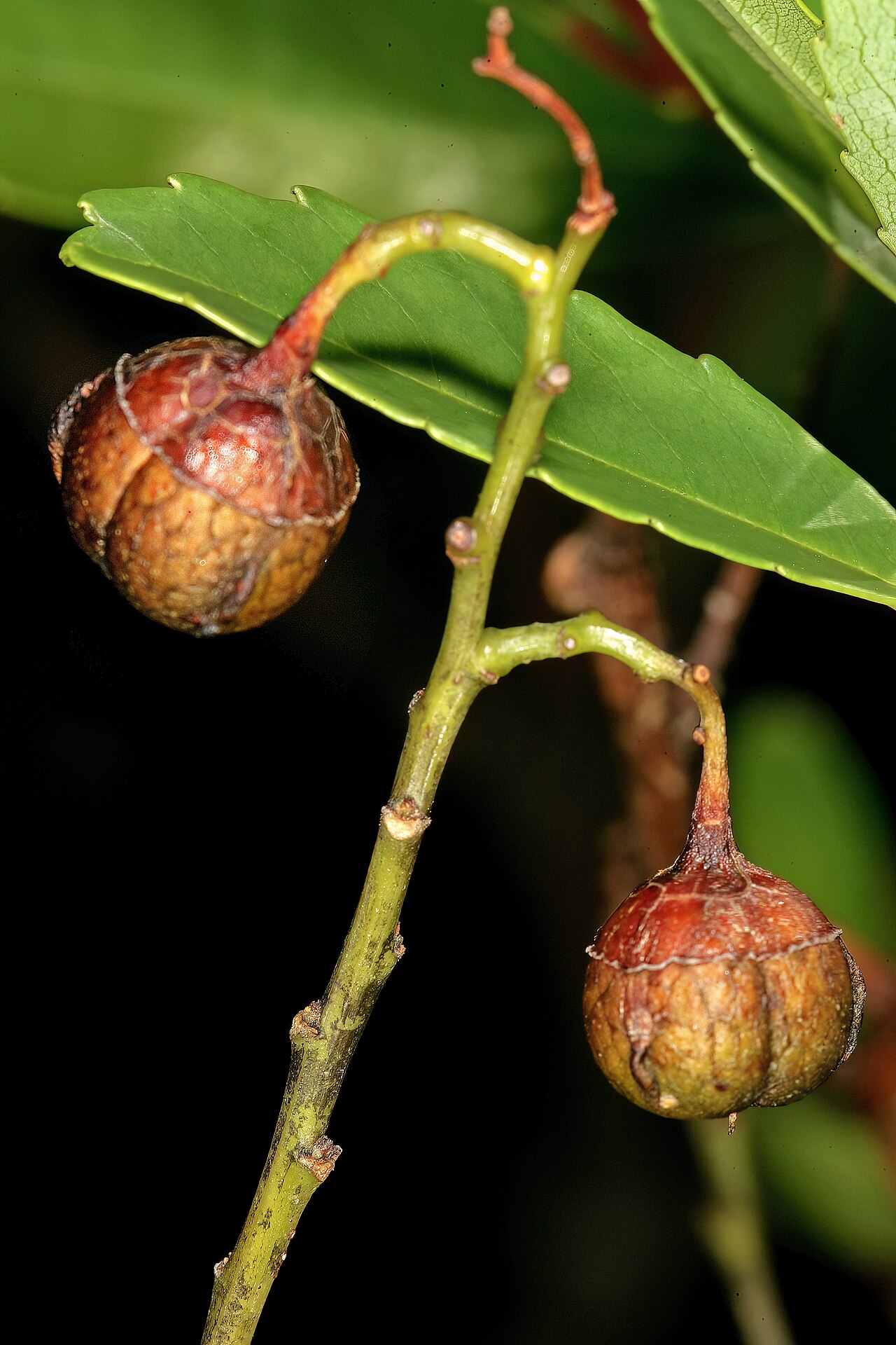 Soap bush: Noltea africana , mature fruit; Manie van der Schijff Botanical Garden, University of Pretoria, Pretoria, Gauteng, South Africa