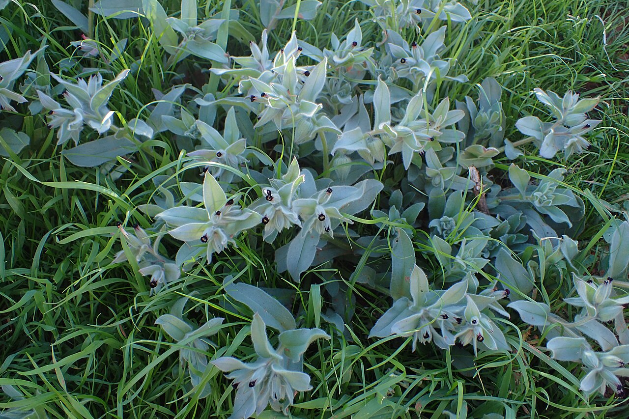Nonea calycina: Nonea calycina in Talbanine