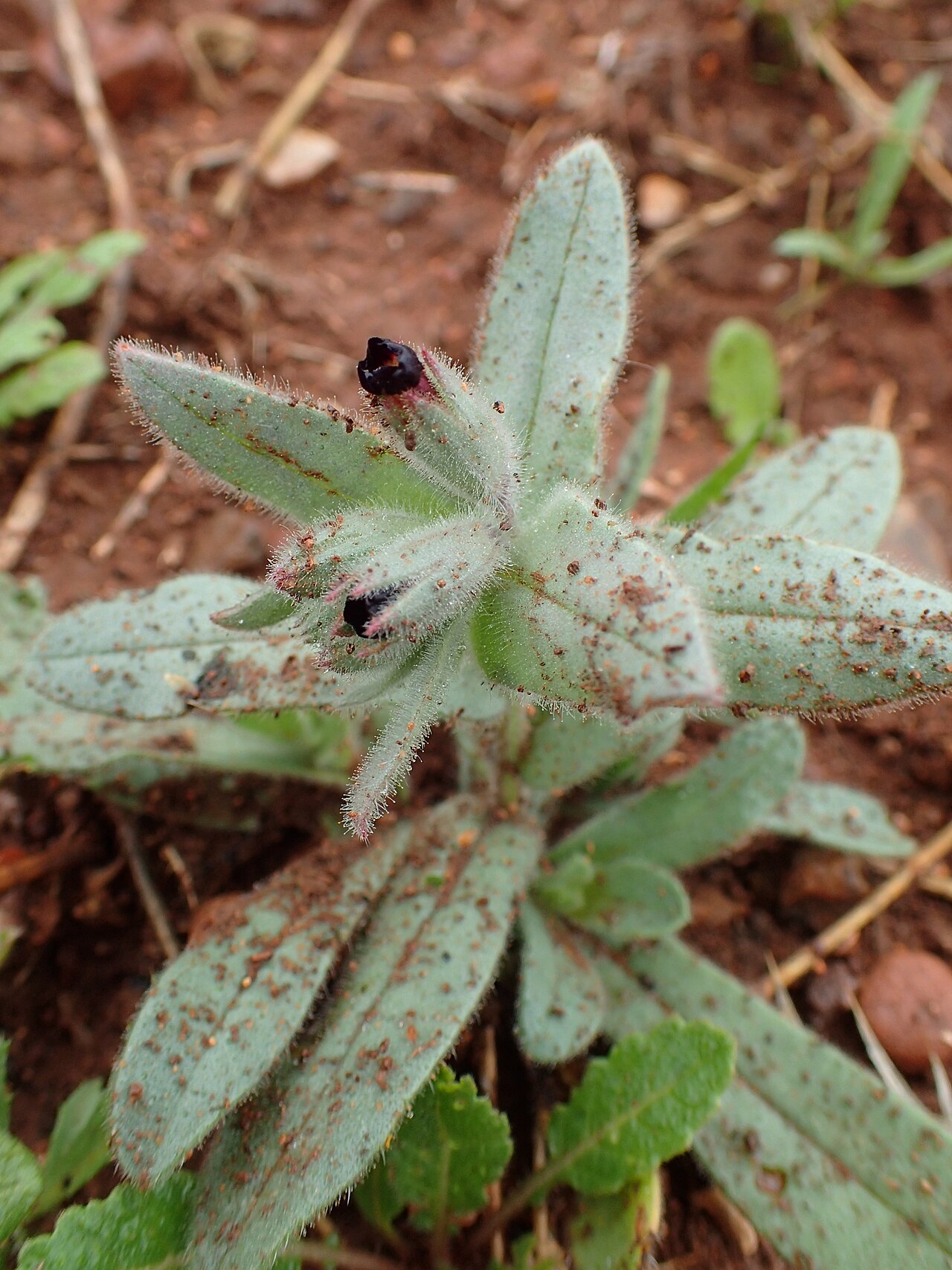 Nonea calycina: Nonea calycina in Tnin Ourika