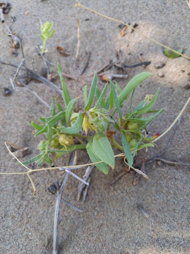 Nonea caspica (Nonea caspica)