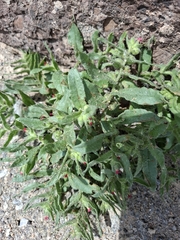 Nonea caspica (Nonea caspica)