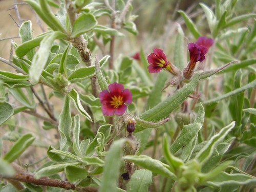 Nonea caspica (Nonea caspica)