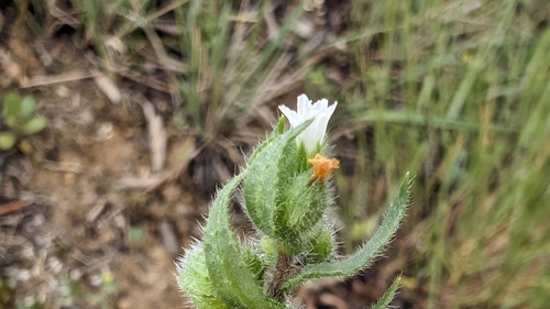 Nonea echioides (Nonea echioides)