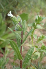 Nonea echioides (Nonea echioides)