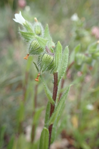 Nonea echioides (Nonea echioides)