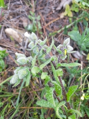 Nonea echioides (Nonea echioides)