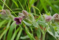 Nonea intermedia (Nonea intermedia)