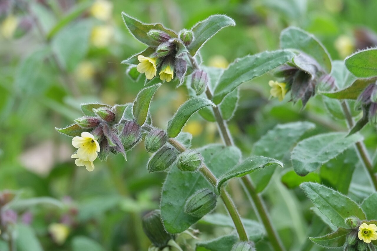 Yellow monkswort: Gelbes Mönchskraut ( Nonea lutea ), Blüten