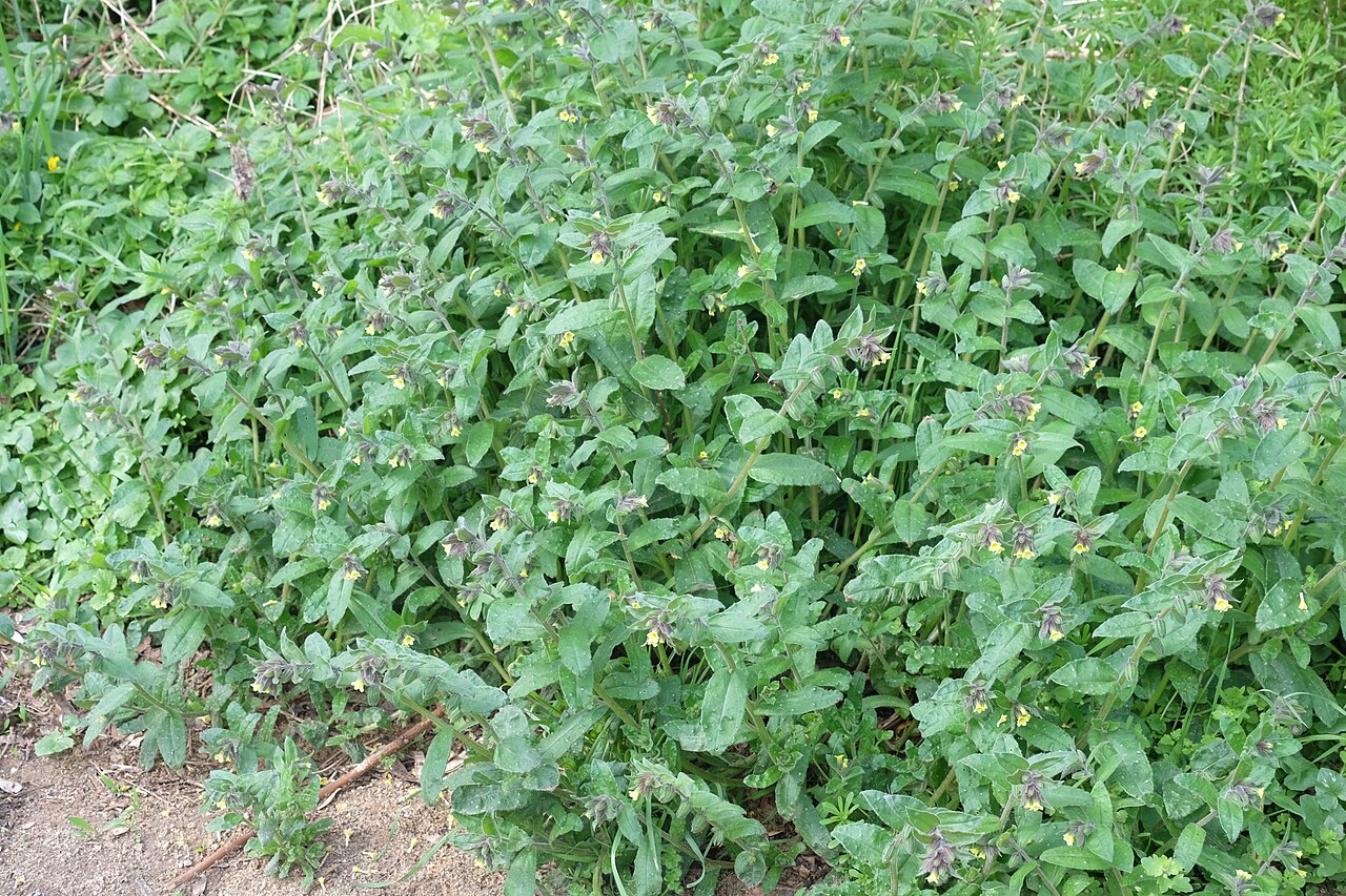 Yellow monkswort: Gelbes Mönchskraut