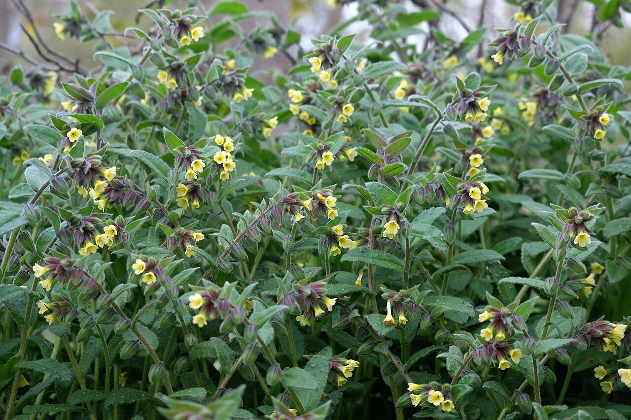 Yellow monkswort: Gelbes Mönchskraut ( Nonea lutea ), fruchtend