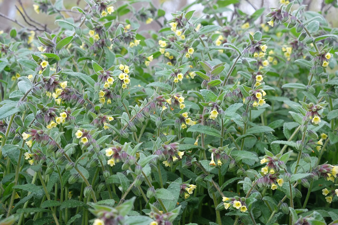 Yellow monkswort: Gelbes Mönchskraut ( Nonea lutea ), fruchtend