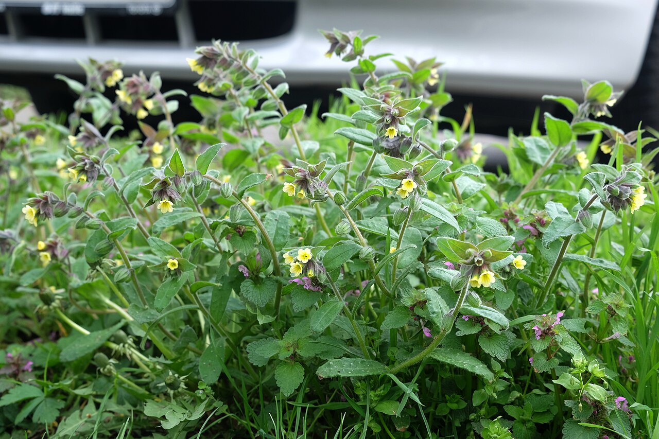 Yellow monkswort: Gelbes Mönchskraut