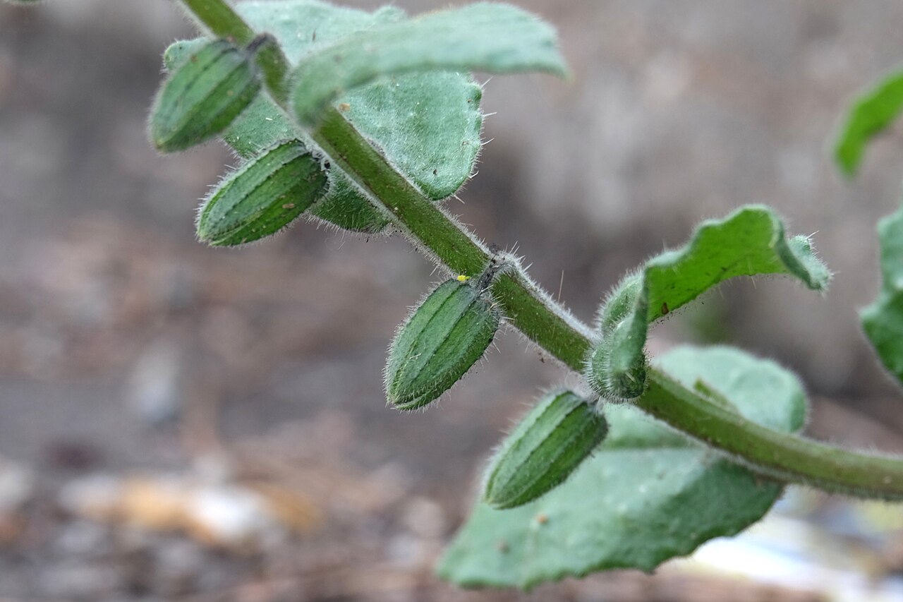 Yellow monkswort: Gelbes Mönchskraut