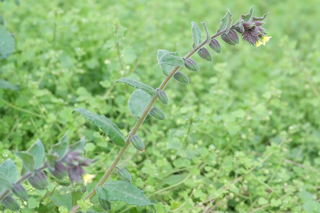 Yellow monkswort: Gelbes Mönchskraut ( Nonea lutea ), fruchtend
