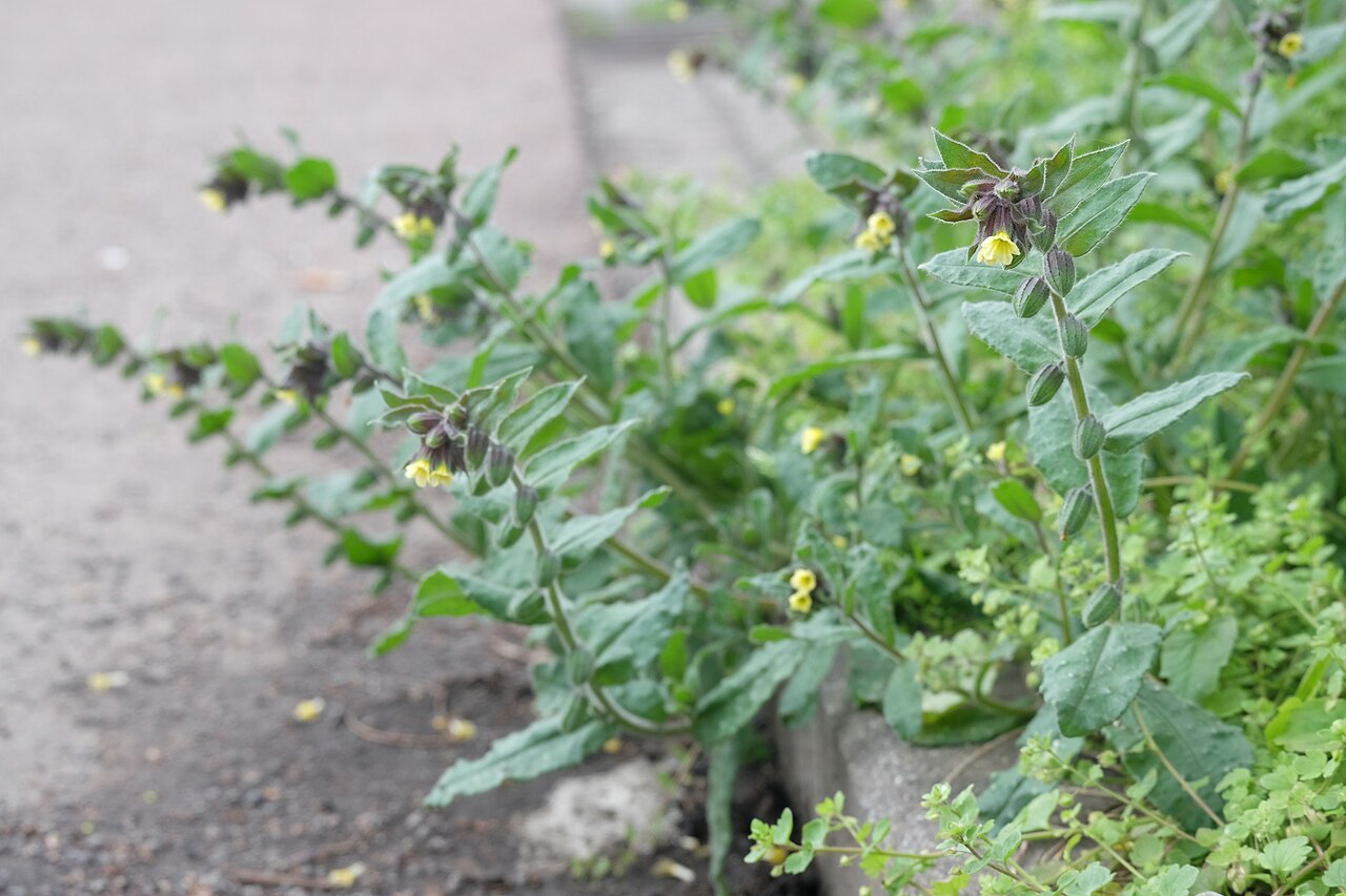 Yellow monkswort: Gelbes Mönchskraut ( Nonea lutea ), fruchtend