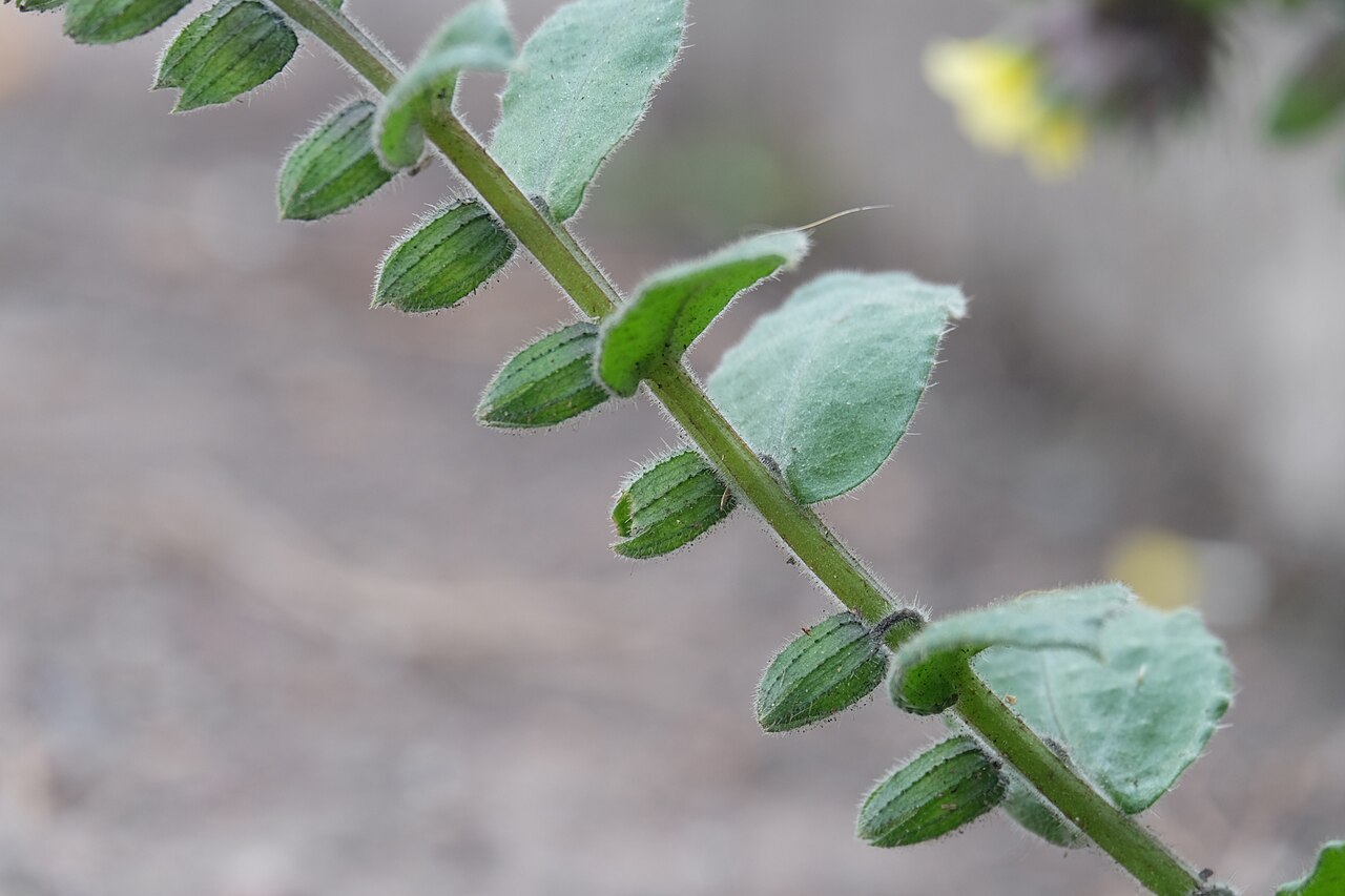 Yellow monkswort: Gelbes Mönchskraut