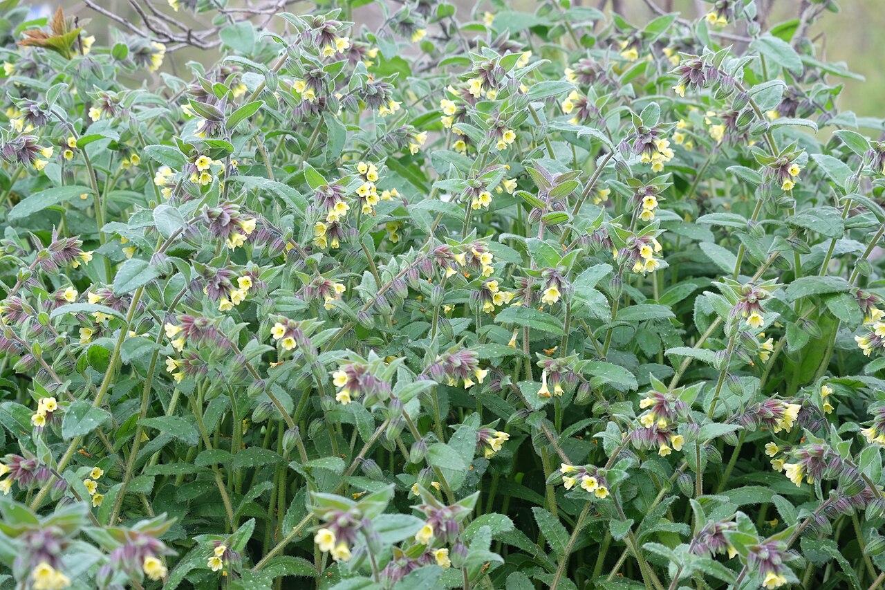 Yellow monkswort: Gelbes Mönchskraut ( Nonea lutea ), fruchtend