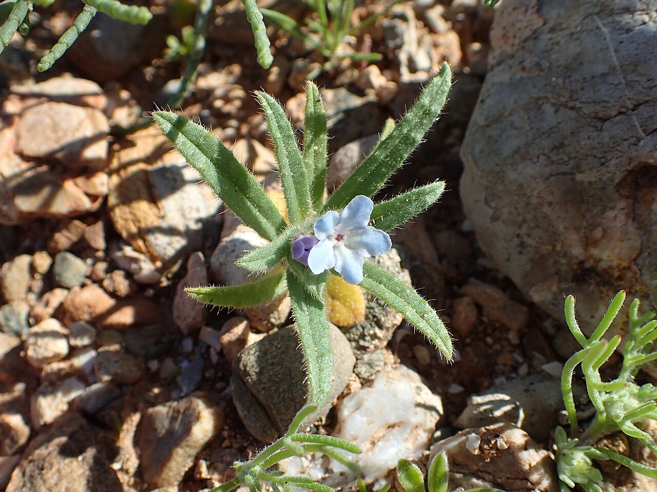 Nonea micrantha: Nonea micrantha in Chichaoua