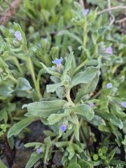 Nonea micrantha (Nonea micrantha)