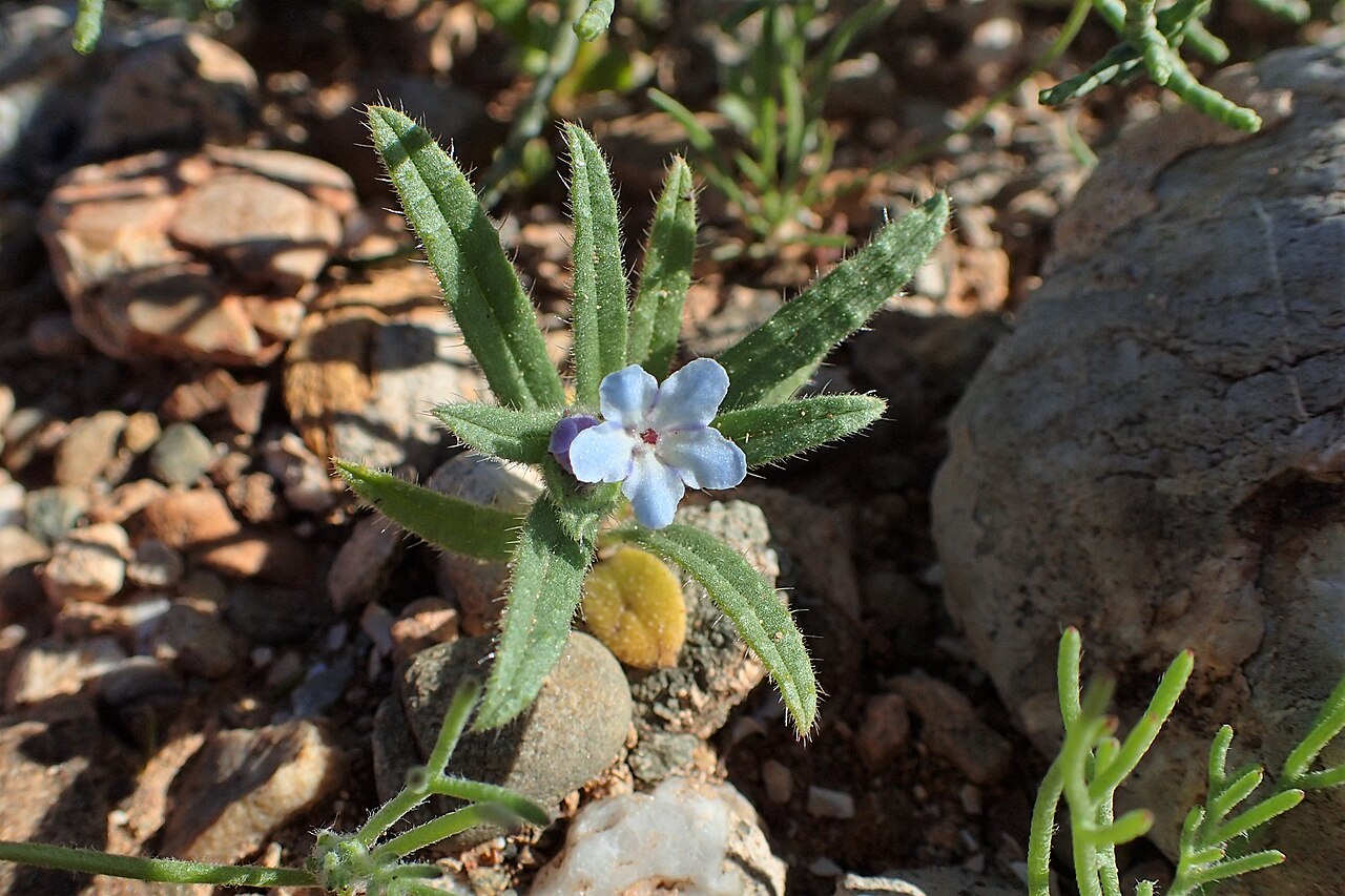 Nonea micrantha: Nonea micrantha in Chichaoua