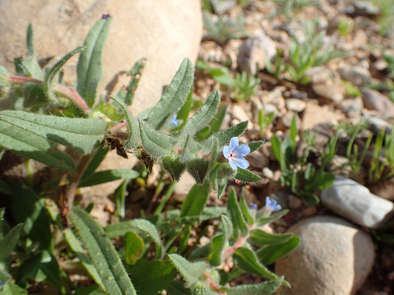 Nonea micrantha: Nonea micrantha in Chichaoua