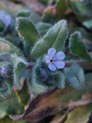 Nonea micrantha (Nonea micrantha)