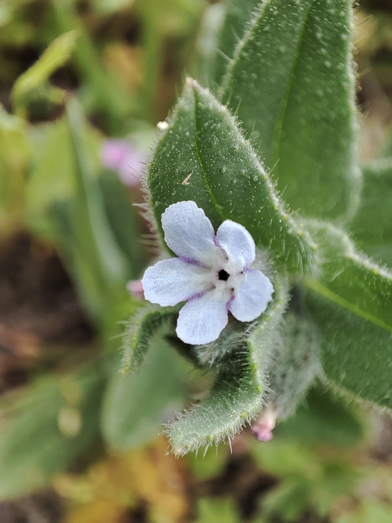 Nonea micrantha (Nonea micrantha)