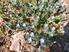 Nonea micrantha (Nonea micrantha)