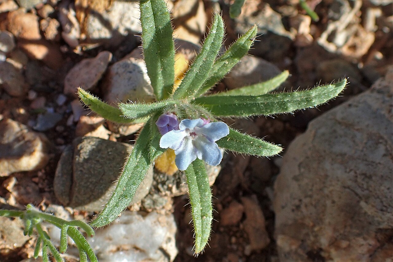 Nonea micrantha: Nonea micrantha in Chichaoua