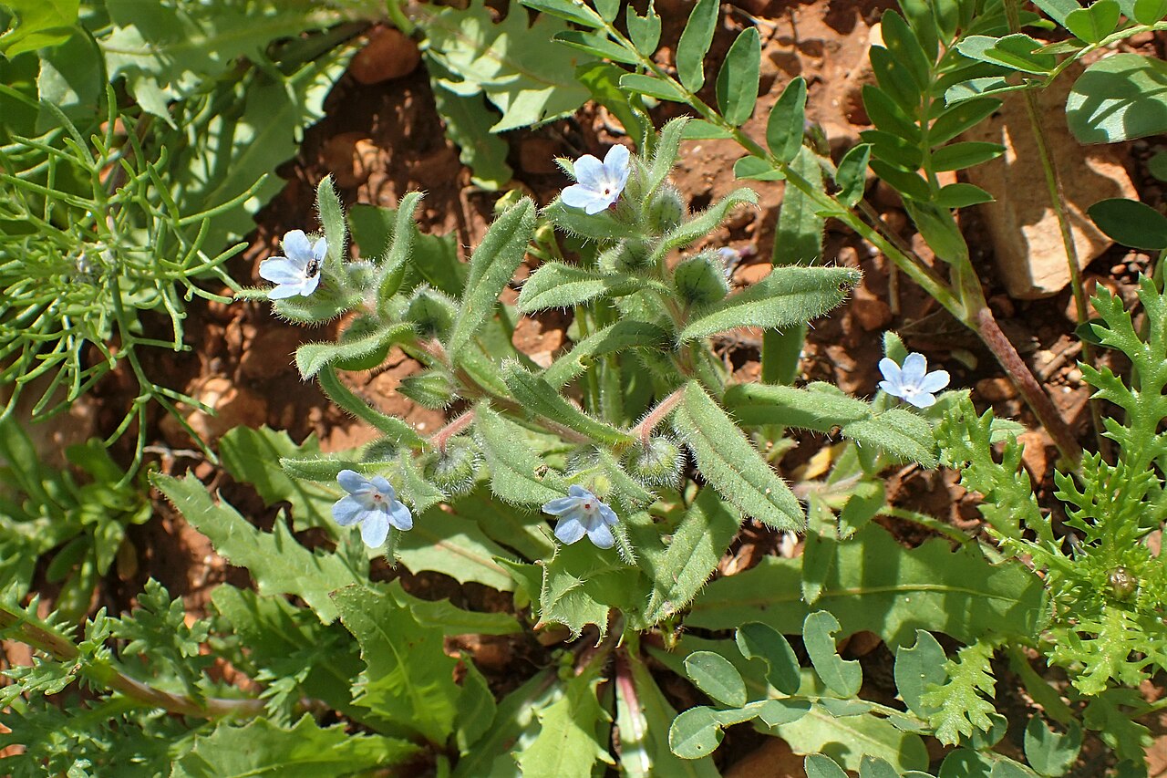 Nonea micrantha: Nonea micrantha in Ahdil