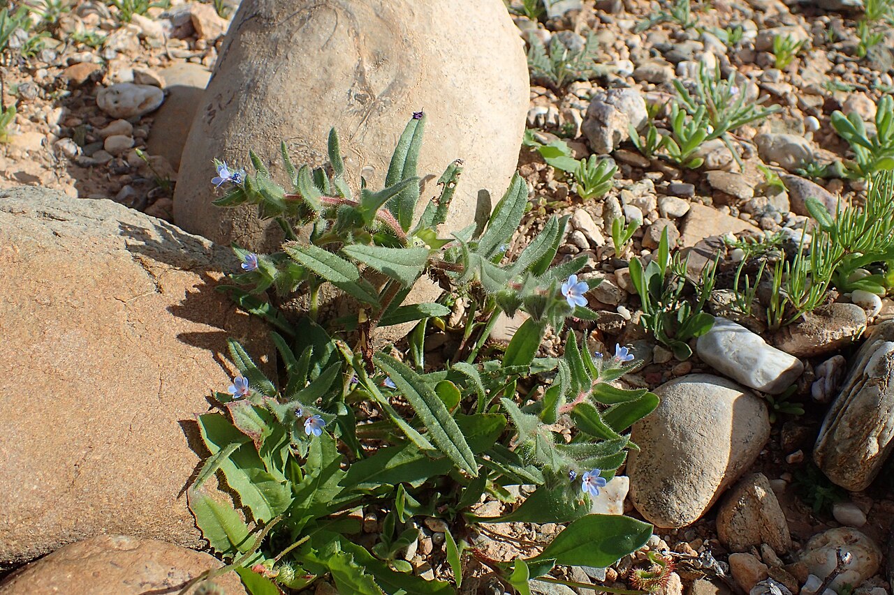 Nonea micrantha: Nonea micrantha in Chichaoua