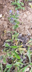 Nonea micrantha (Nonea micrantha)