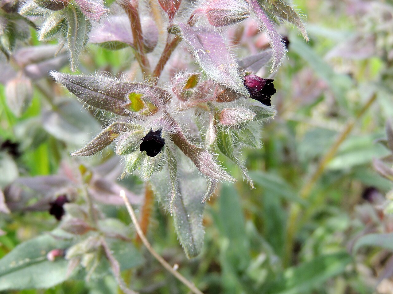 Nonea pulla: Nonea pulla