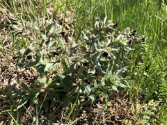 Nonea pulla (Nonea pulla)