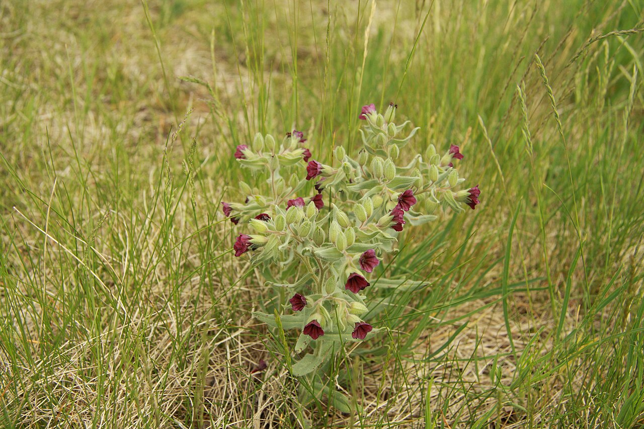 Nonea pulla: Nonea pulla near natural monument Branžovy. Photo was taken during wikitrip with botanist under covere of WikiProject Protected areas near Loděnice, Czech Repub