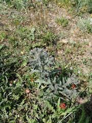 Nonea pulla (Nonea pulla)