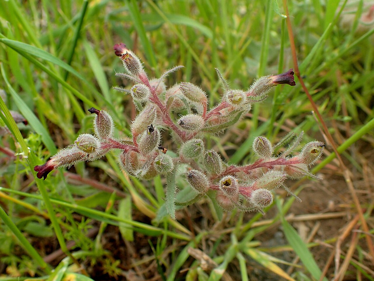 Nonea pulla: Nonea pulla in Voghjaberd, Armenia