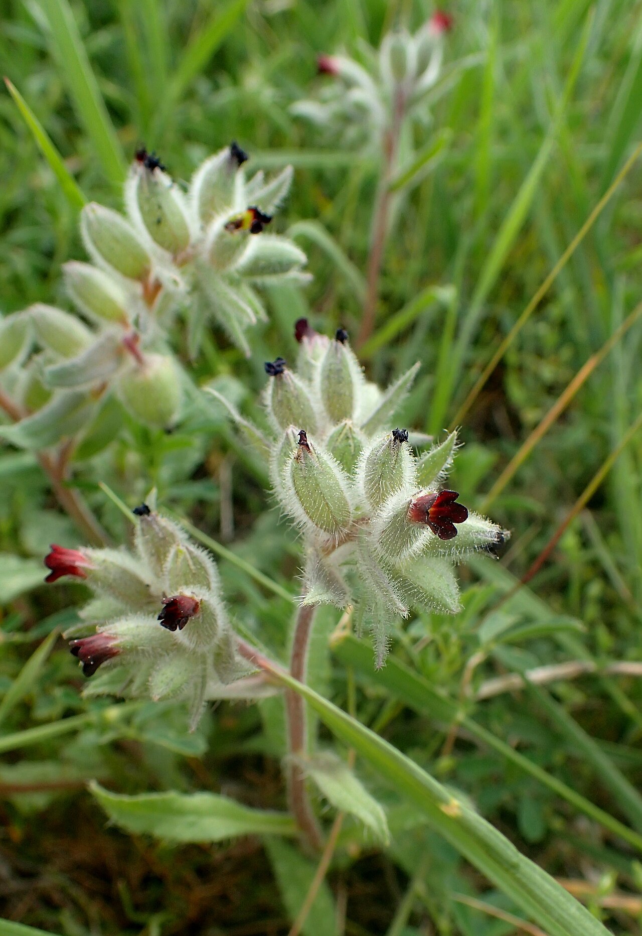 Nonea pulla: Nonea pulla in Voghjaberd, Armenia