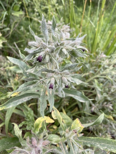 Nonea pulla (Nonea pulla)