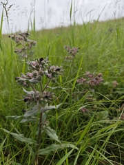 Nonea pulla (Nonea pulla)