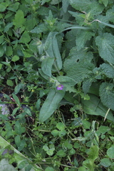 Monkswort (Nonea versicolor)