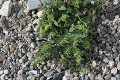Monkswort (Nonea versicolor)