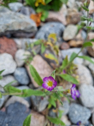Monkswort (Nonea versicolor)