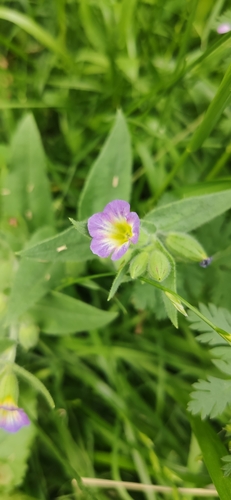 Monkswort (Nonea versicolor)